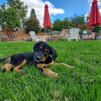 Shepherd and Mixed Breed Dogs Available for Adoption in Riverside, California - Wyatt | PetCurious