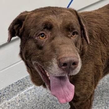 Judd -  Mixed Breed Dog for Adoption in Greenville, South Carolina - Judd | PetCurious