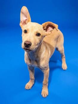 PEACE -  Mixed Breed Dog for Adoption in Jacksonville, Florida - PEACE | PetCurious