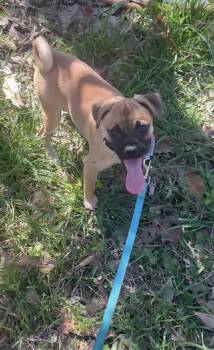 Pug Dogs Available for Adoption - Maggie | PetCurious