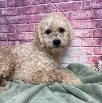Dillinger -  Poodle Dog for Adoption in Sedalia, Colorado - Dillinger | PetCurious