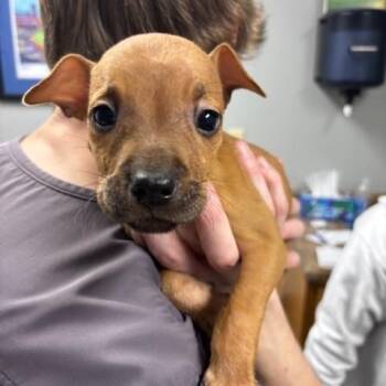 Bashful (The 7 Dwarf Litter) -  Boxer Dog for Adoption in Corsicana, Texas - Bashful (The 7 Dwarf Litter) | PetCurious