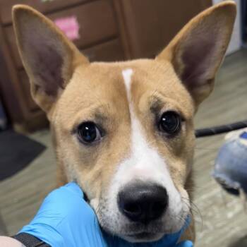 Hachi -  Mixed Breed Dog for Adoption in Summerville, South Carolina - Hachi | PetCurious