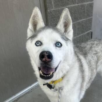 Mixed Breed Dogs Available for Adoption in Asheville, North Carolina - River Bank | PetCurious