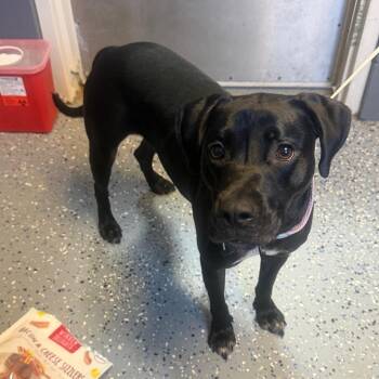 Asher fka Wilson -  Labrador Retriever and Terrier Dog for Adoption in Tuscaloosa, Alabama - Asher Fka Wilson | PetCurious