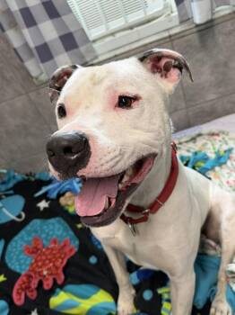Terrier Dogs Available for Adoption in Xenia, Ohio - Jinx | PetCurious