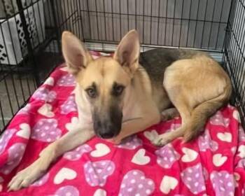Rescue German Shepherd Dog Dogs for Adoption in East Haddam, Connecticut - Kira | PetCurious