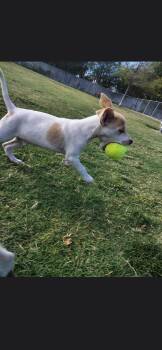 Christopher -  Jack Russell Terrier and Chihuahua Dog for Adoption in Plano, Texas - Christopher | PetCurious