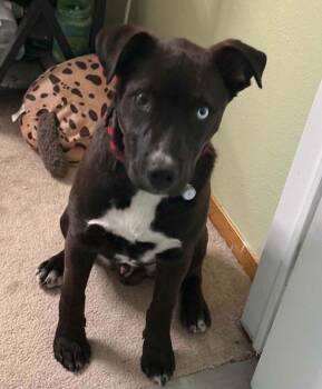 Duncan -  Husky and Pit Bull Terrier Dog for Adoption in Thornton, Colorado - Duncan | PetCurious