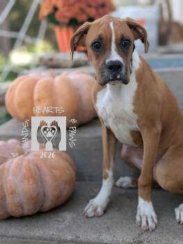 Werewolf -  Boxer Dog for Adoption in Omaha, Nebraska - Werewolf | PetCurious