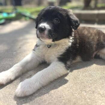 Mixed Breed Dogs Available for Adoption in West Olive, Michigan - Russet | PetCurious