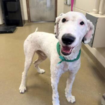 Dalmatian and Poodle Dogs Available for Adoption in San Antonio, Texas - Pawl | PetCurious