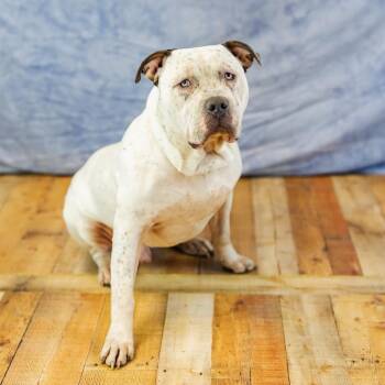 Staffordshire Bull Terrier and Mastiff Dogs Available for Adoption in East St. Louis, Illinois - Bulldozer | PetCurious