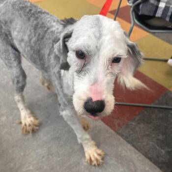 Old English Sheepdog Dogs Available for Adoption - Hope | PetCurious