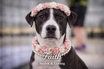 Great Dane Dogs Available for Adoption in Livingston, Texas - Faith | PetCurious