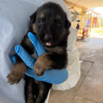 Yukon -  Australian Cattle Dog Blue Heeler Dog for Adoption in Edinburg, Texas - Yukon | PetCurious