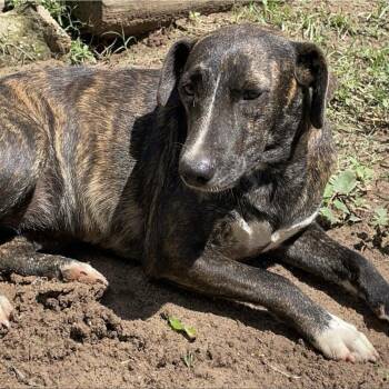 Mixed Breed Dogs Available for Adoption in Wiggins, Mississippi - Rue | PetCurious