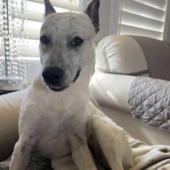 Cattle Dog Dogs Available for Adoption - Minnie Pearl | PetCurious