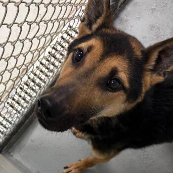 Twizzler -  German Shepherd Dog Dog for Adoption in Batavia, Ohio - Twizzler | PetCurious