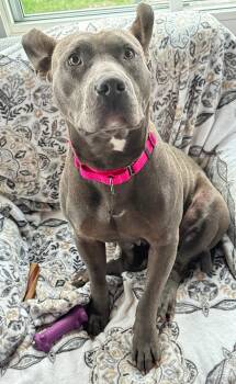Pit Bull Terrier Dogs Available for Adoption - Bonita | PetCurious