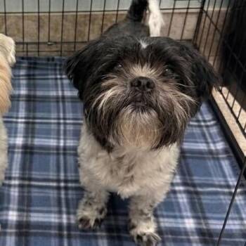Shih Tzu and Mixed Breed Dogs Available for Adoption - Wyatt | PetCurious
