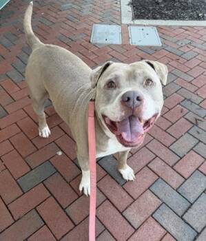 Silver -  Pit Bull Terrier and Mixed Breed Dog for Adoption in Kansas City, Missouri - Silver | PetCurious