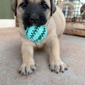 Tamir -  Labrador Retriever and Mixed Breed Dog for Adoption in Kanab, Utah - Tamir | PetCurious