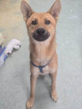 Carl -  Carolina Dog Dog for Adoption in Danielsville, Georgia - Carl | PetCurious