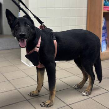 Mila -  German Shepherd Dog and Mixed Breed Dog for Adoption in Marshalltown, Iowa - Mila | PetCurious
