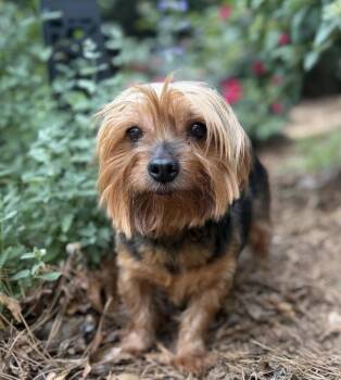 Yorkshire Terrier Dogs Available for Adoption in Sandy Springs, Georgia - Lulah | PetCurious