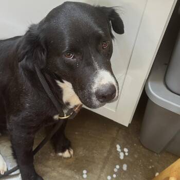 Gemma -  Mixed Breed Dog for Adoption in Corinth, Mississippi - Gemma | PetCurious