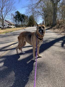 Rescue German Shepherd Dog Dogs for Adoption in Colbert, Georgia - Izzy | PetCurious
