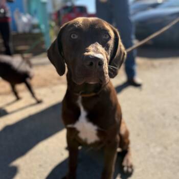 Chocolate Labrador Retriever Dogs Available for Adoption - Rami | PetCurious