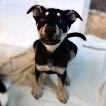 ARIA -  Labrador Retriever Dog for Adoption in San Antonio, Texas - ARIA | PetCurious