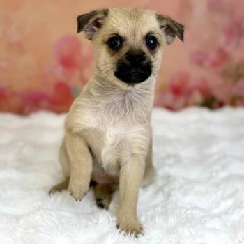 Pug and Pomeranian Dogs Available for Adoption - Posh | PetCurious