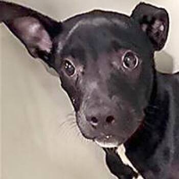 Stewie - URGENT -  Miniature Pinscher Dog for Adoption in Thousand Oaks, California - Stewie - URGENT | PetCurious
