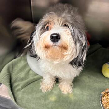Poodle Dogs Available for Adoption in Newark, New Jersey - Kiwi | PetCurious