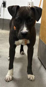 PAISLEY -  Pit Bull Terrier Dog for Adoption - PAISLEY | PetCurious