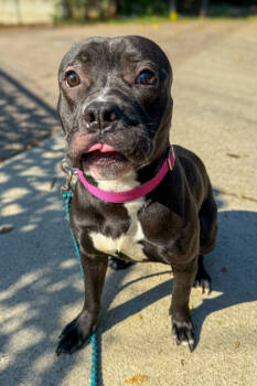 Rescue Mixed Breed Dogs for Adoption in Cincinnati, Ohio - Lumen | PetCurious