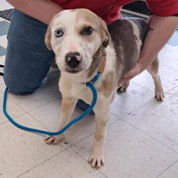 Catahoula Leopard Dog Dogs Available for Adoption - Freckles | PetCurious
