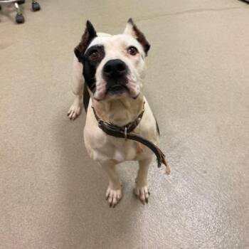 Lulabelle -  Pit Bull Terrier Dog for Adoption in Lynchburg, Virginia - Lulabelle | PetCurious