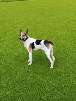 Alli -  Rat Terrier Dog for Adoption in Dalton, Georgia - Alli | PetCurious