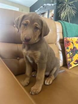 Labrador Retriever Dogs Available for Adoption - Maggie | PetCurious