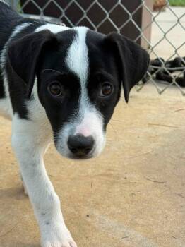 Celica (ID 52700) -  Hound Dog for Adoption in Manassas, Virginia - Celica (ID 52700) | PetCurious