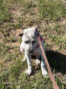 Smokey -  Cattle Dog and Mixed Breed Dog for Adoption in Fort Collins, Colorado - Smokey | PetCurious