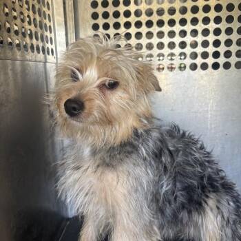 Yorkshire Terrier Dogs Available for Adoption in Birmingham, Alabama - Shayla | PetCurious