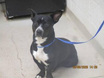 Hercules(302) -  Pit Bull Terrier and Cardigan Welsh Corgi Dog for Adoption in Marietta, Georgia - Hercules(302) | PetCurious