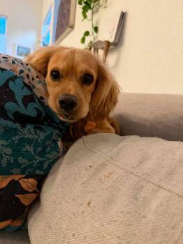 Cletus -  Cocker Spaniel Dog for Adoption in Austin, Texas - Cletus | PetCurious