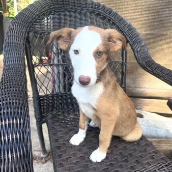 Molly -  Brittany Spaniel Dog for Adoption in Atlanta, Texas - Molly | PetCurious