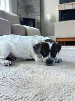 American Bulldog and Bluetick Coonhound Dogs Available for Adoption in Auburn, Georgia - Reed | PetCurious